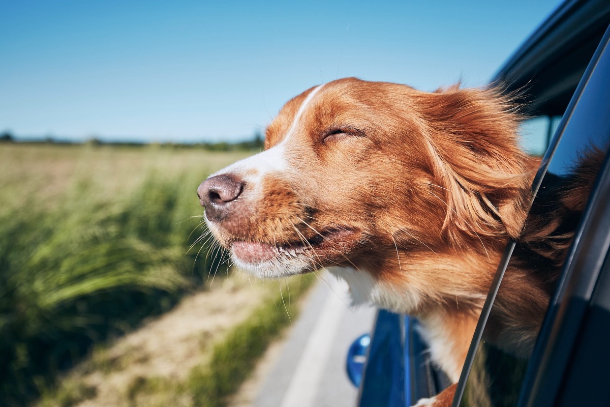 Hund streckt während der Autofahrt den Kopf aus dem Seitenfenster